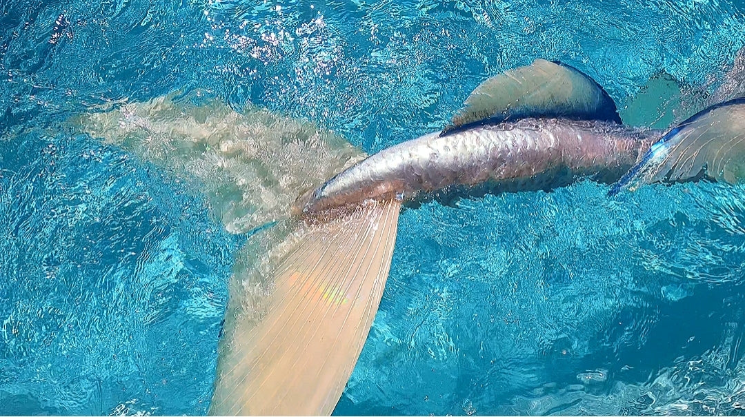Queue de sirène silicone "Longfish/Extended tail"